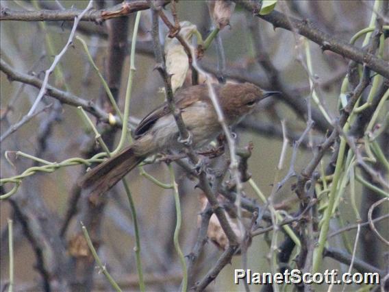 Northern Brownbul (Phyllastrephus strepitans)