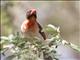 Red-headed Weaver (Anaplectes rubriceps)