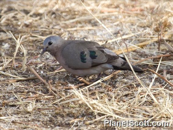 Emerald-spotted Wood-Dove (Turtur chalcospilos)