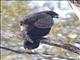 African Harrier-Hawk (Polyboroides typus)