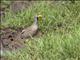 Wattled Lapwing (Vanellus senegallus)