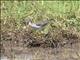 Wood Sandpiper (Tringa glareola)