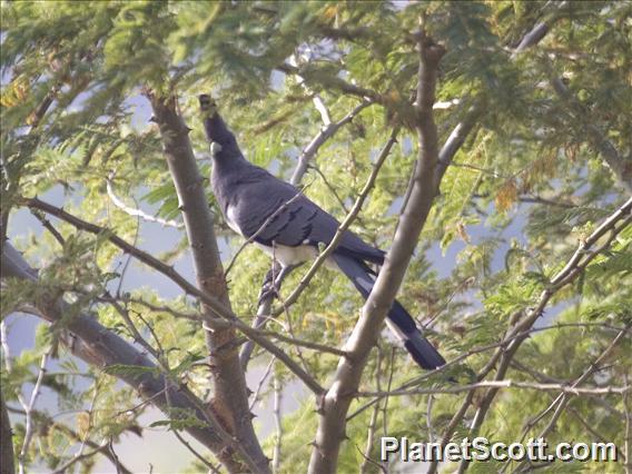 White-bellied Go-away-bird (Crinifer leucogaster)