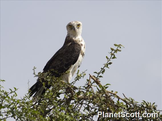 Martial Eagle (Polemaetus bellicosus)