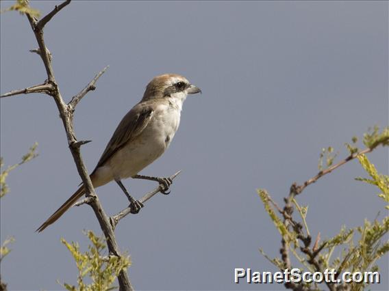 Red-tailed Shrike (Lanius phoenicuroides)