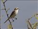 Red-tailed Shrike (Lanius phoenicuroides)