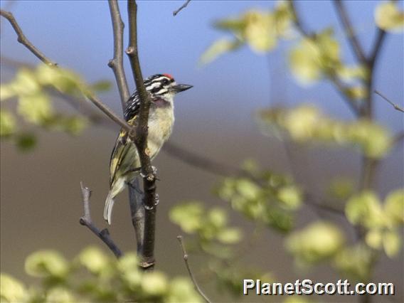 Northern Red-fronted Tinkerbird (Pogoniulus uropygialis)