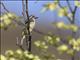 Red-fronted Tinkerbird (Pogoniulus pusillus)