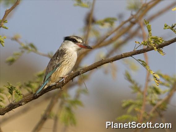 Striped Kingfisher (Halcyon chelicuti)