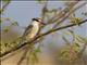 Striped Kingfisher (Halcyon chelicuti)