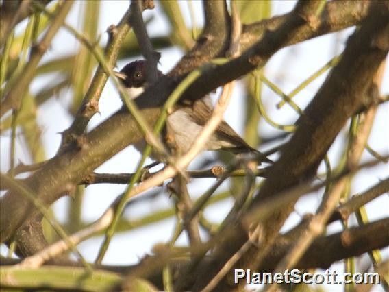 Kenya Violet-backed Sunbird (Anthreptes orientalis)