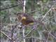 Rufous Chatterer (Turdoides rubiginosus)