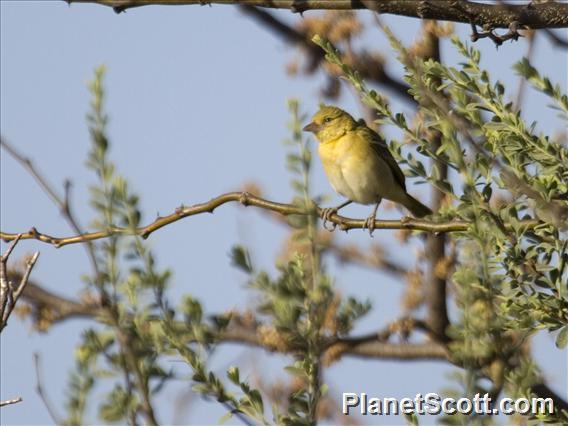 Lesser Masked-Weaver (Ploceus intermedius)