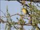 Lesser Masked Weaver (Ploceus intermedius) - Non-breeding