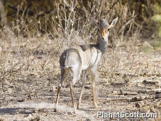 Guenther's Dik-dik (Madoqua guentheri)