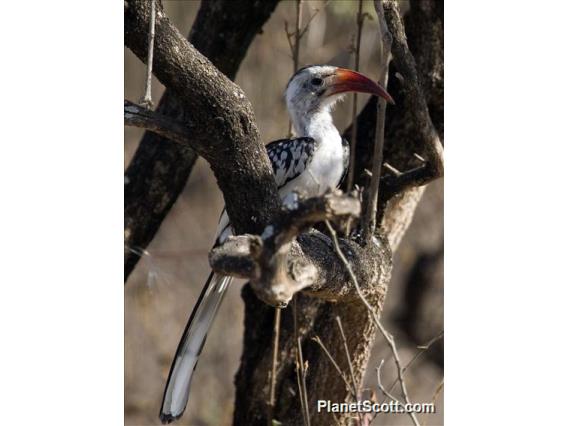 Northern Red-billed Hornbill (Tockus erythrorhynchus)