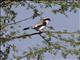 Grey-backed Fiscal (Lanius excubitoroides)