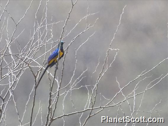 Golden-breasted Starling (Lamprotornis regius)