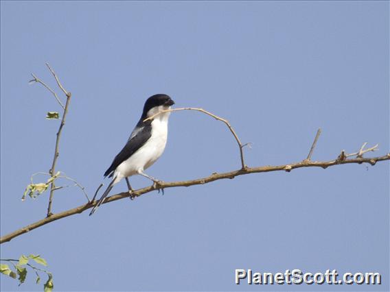 Taita Fiscal (Lanius dorsalis)