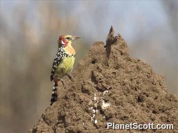 Red-and-yellow Barbet (Trachyphonus erythrocephalus)