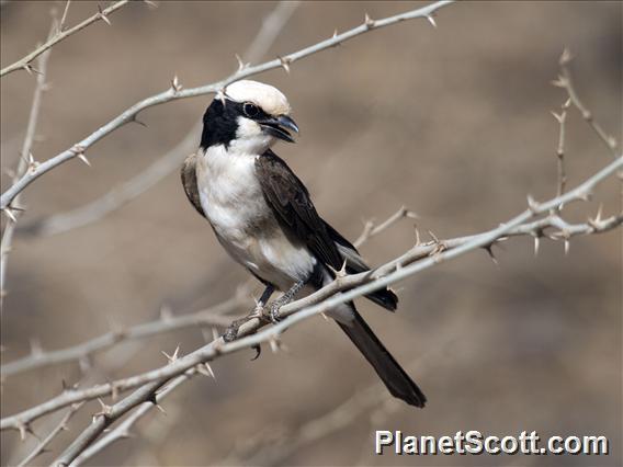 White-rumped Shrike (Eurocephalus ruppelli)