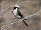 White-rumped Shrike (Eurocephalus rueppelli)