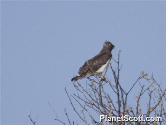 Black-Breasted Snake-Eagle (Circaetus pectoralis)