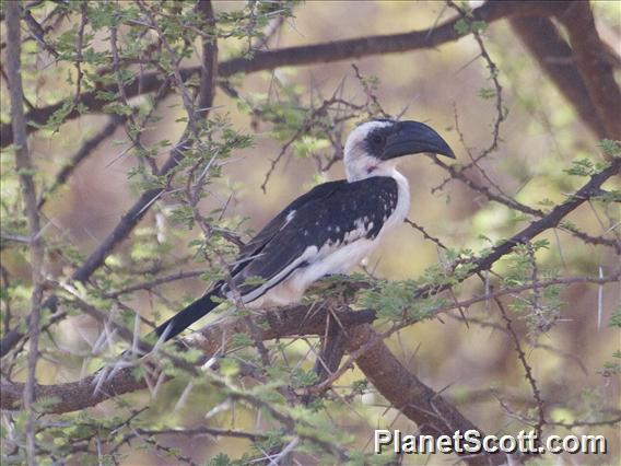 Von der Decken's Hornbill (Tockus deckeni)