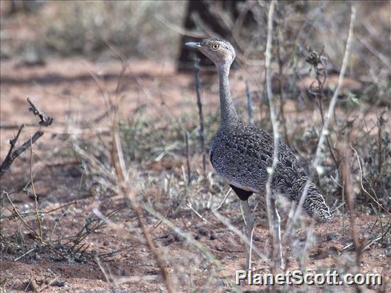 Buff-crested Bustard (Lophotis gindiana)