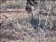 Buff-crested Bustard (Eupodotis gindiana)