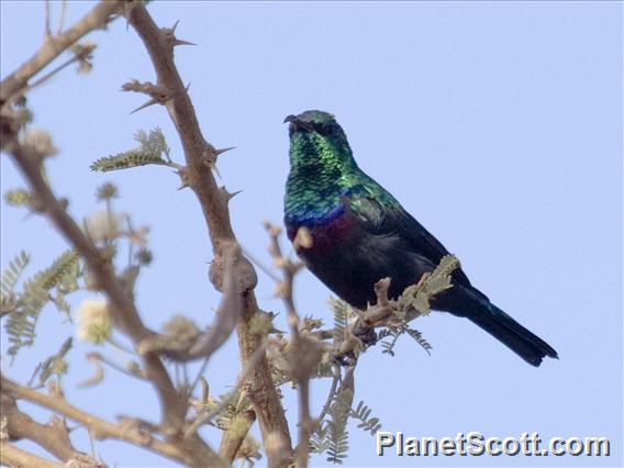 Mariqua Sunbird (Cinnyris mariquensis)