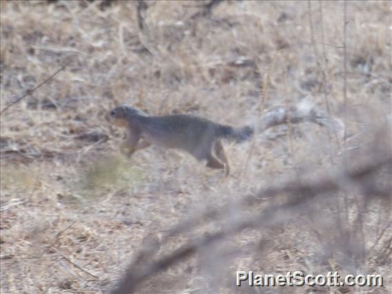 Unstriped Ground Squirrel (Xerus rutilus)