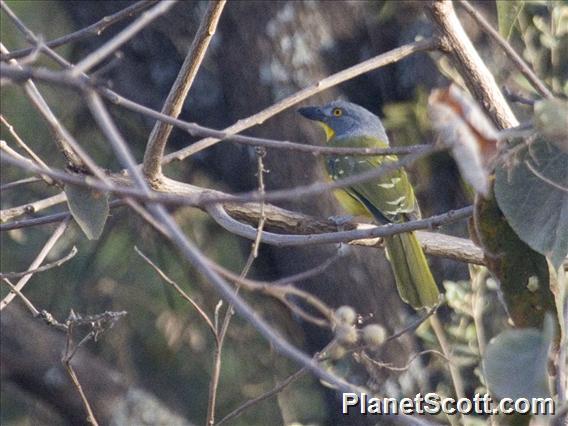 Gray-headed Bushshrike (Malaconotus blanchoti)