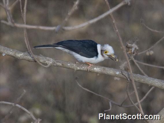 White Helmetshrike (Prionops plumatus)