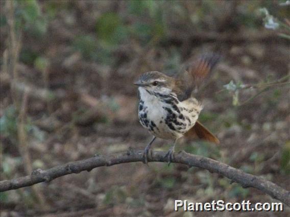 Spotted Morning-Thrush (Cichladusa guttata)