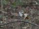 Spotted Morning-Thrush (Cichladusa guttata)