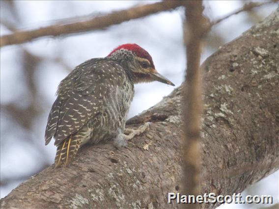 Nubian Woodpecker (Campethera nubica)