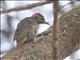 Nubian Woodpecker (Campethera nubica)