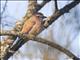 Rufous-crowned Roller (Coracias naevia)