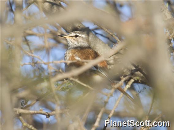 Red-backed Scrub-Robin (Cercotrichas leucophrys)