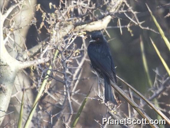 Fork-tailed Drongo (Dicrurus adsimilis)