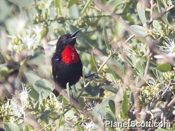 Hunter's Sunbird (Chalcomitra hunteri)