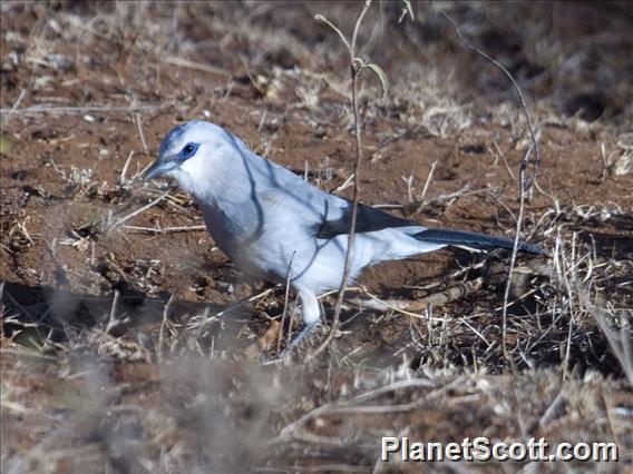 Stresemann's Bush-Crow (Zavattariornis stresemanni)