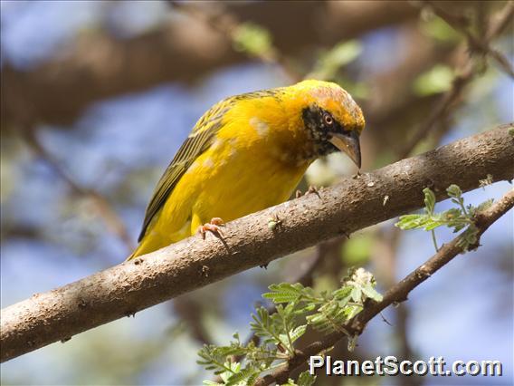 Speke's Weaver (Ploceus spekei)