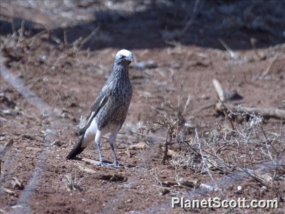 White-crowned Starling (Lamprotornis albicapillus)