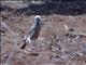 White-crowned Starling (Lamprotornis albicapillus)