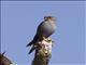 Grey Kestrel (Falco ardosiaceus)