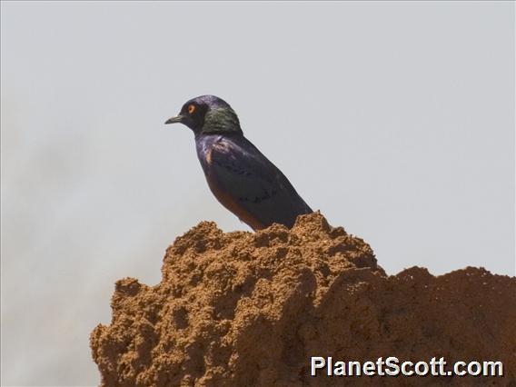 Shelley's Starling (Lamprotornis shelleyi)