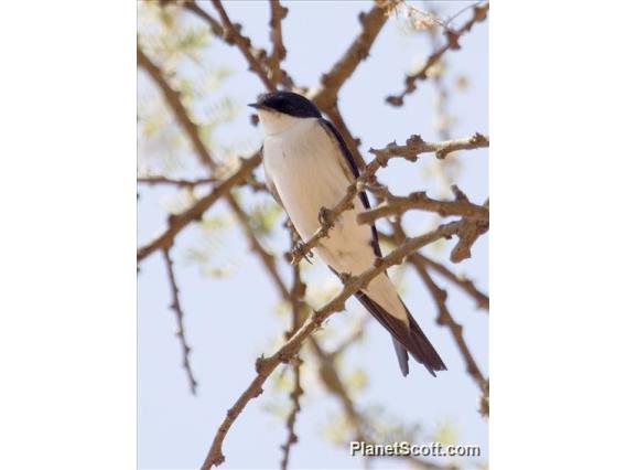 White-tailed Swallow (Hirundo megaensis)