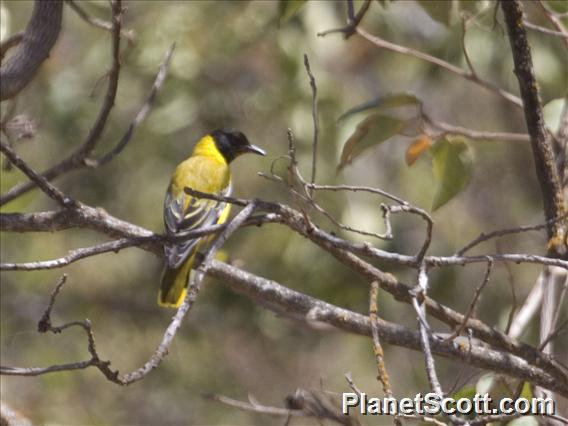 African Black-headed Oriole (Oriolus larvatus)